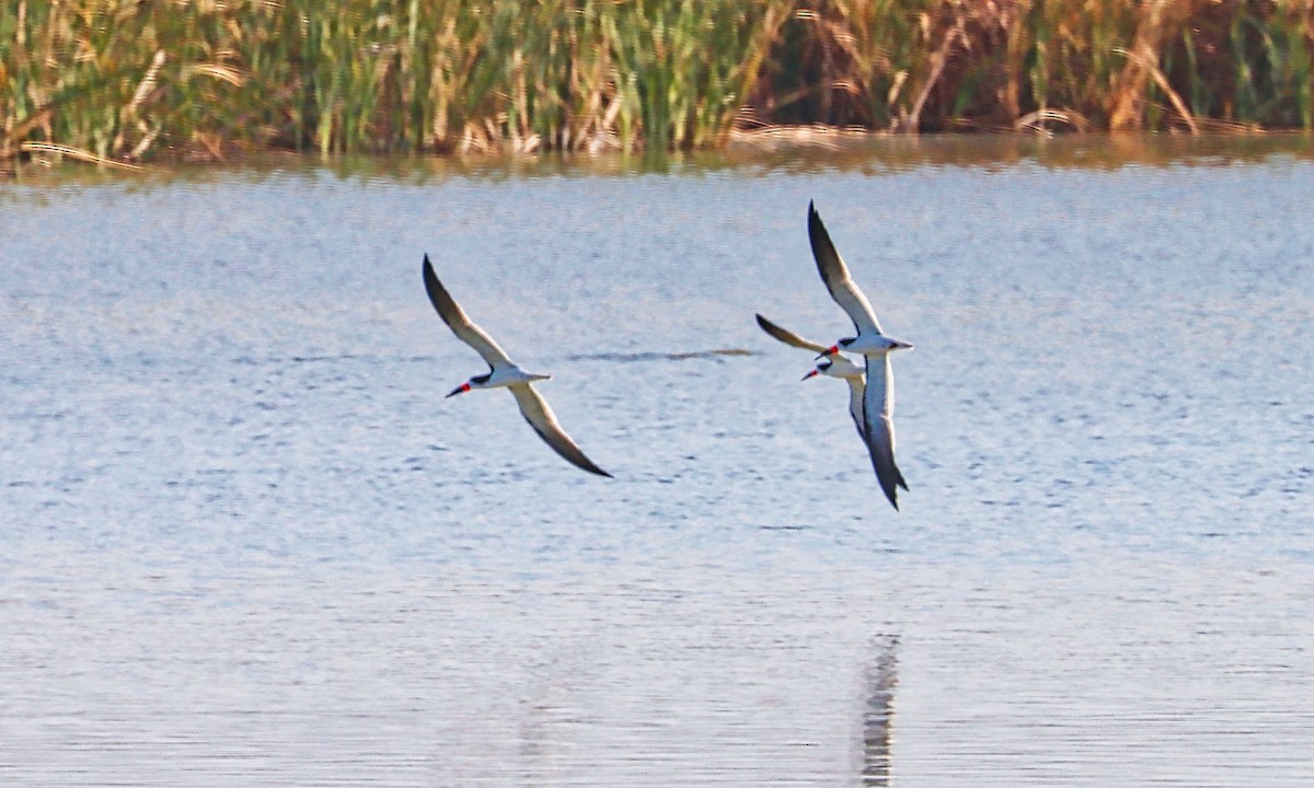 Чёрный водорез - ML452283871