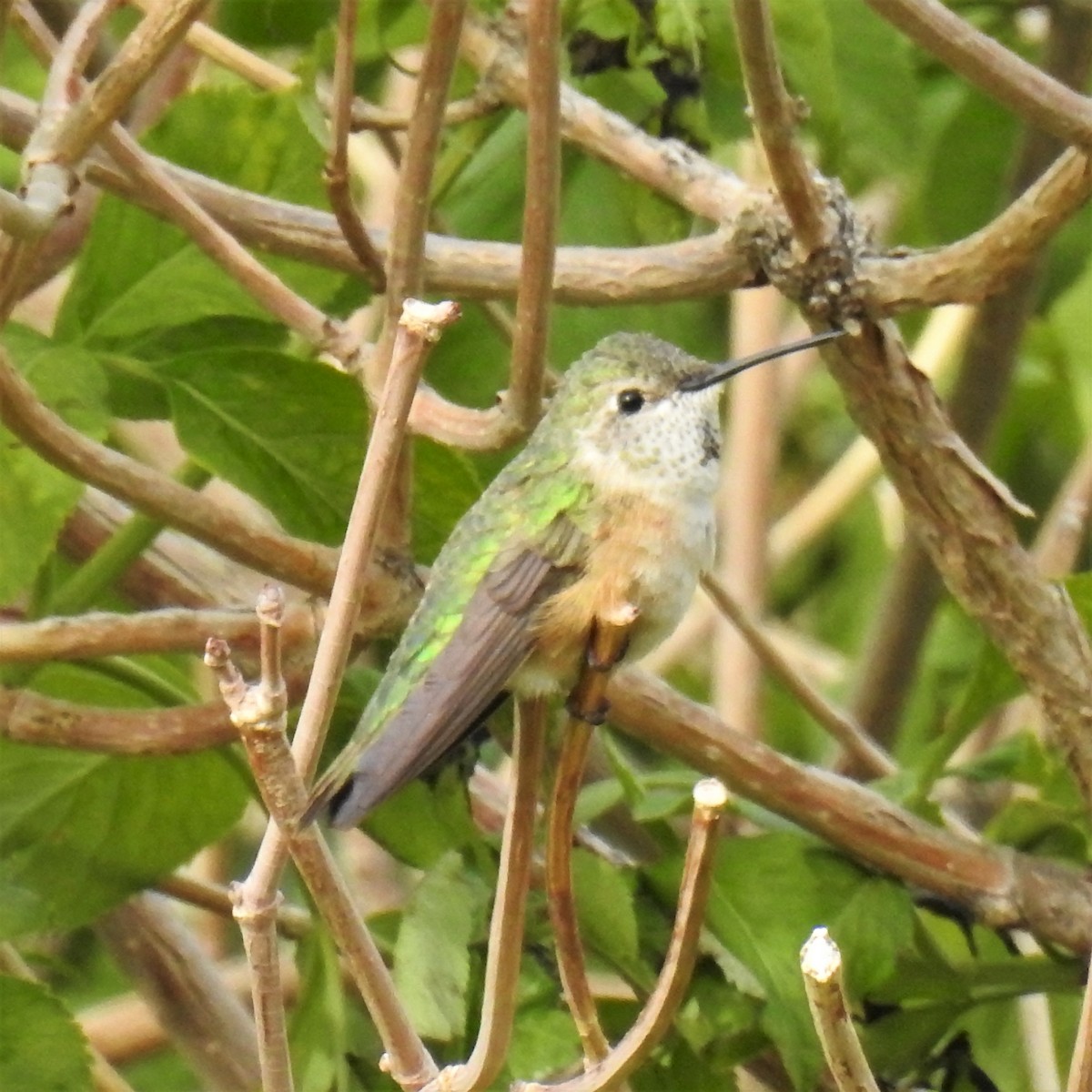 Broad-tailed Hummingbird - ML452285771