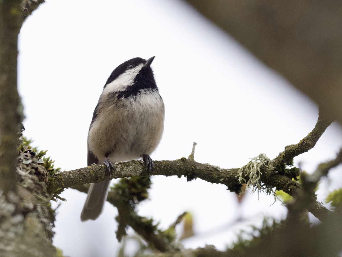 Black-capped Chickadee - ML452286231