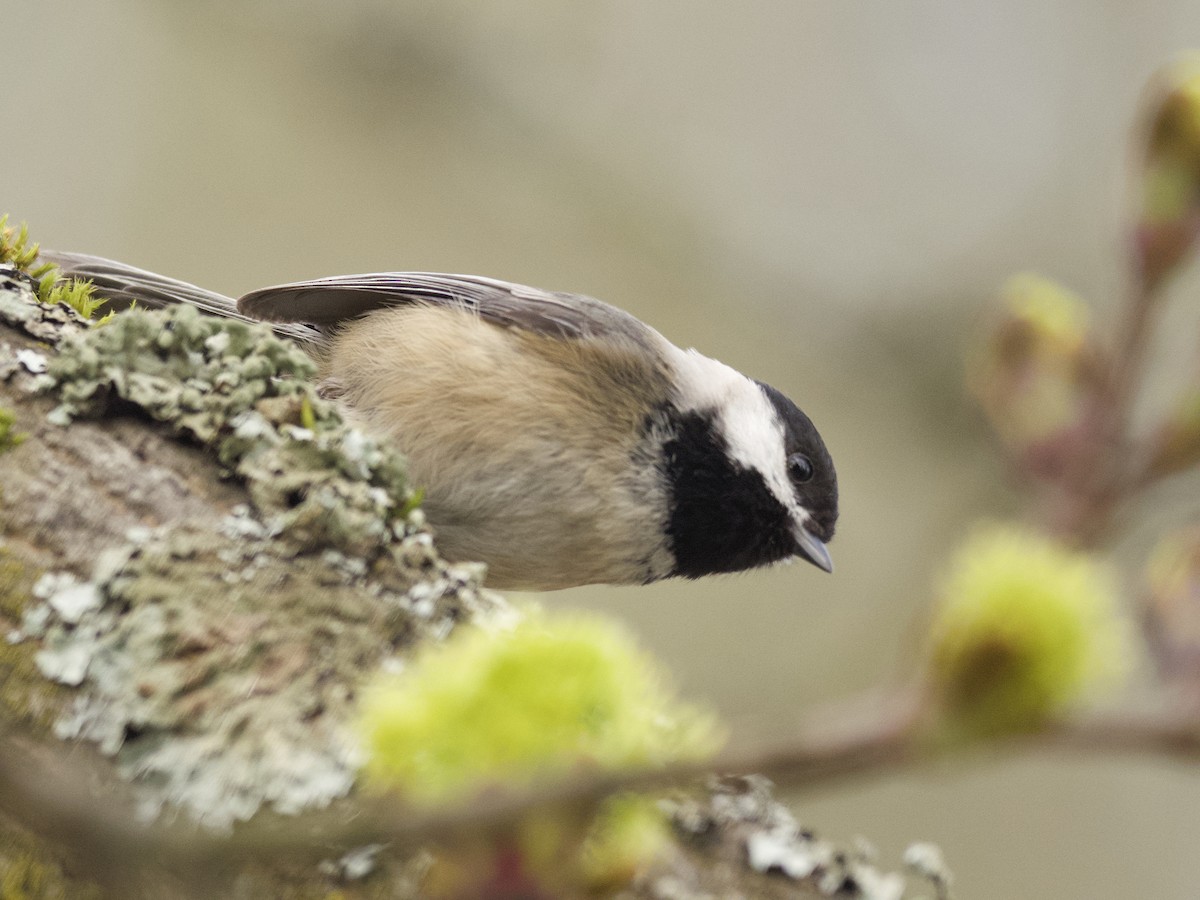 Black-capped Chickadee - ML452286301