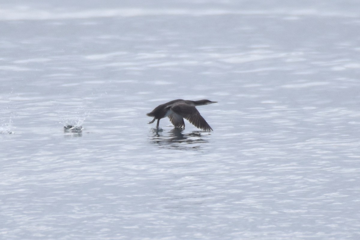 Pacific Loon - Naresh Satyan