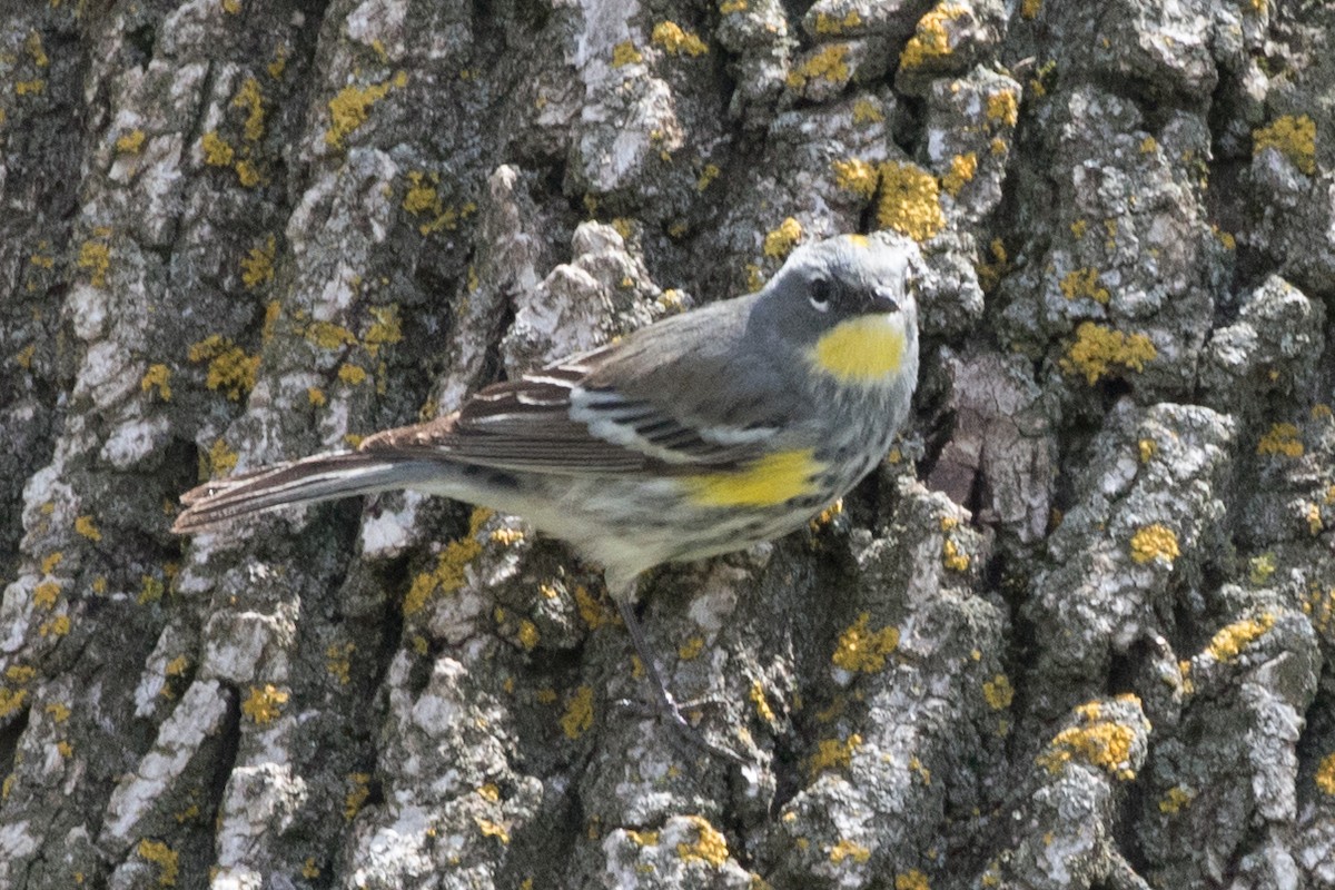 Yellow-rumped Warbler (Myrtle x Audubon's) - ML452287911