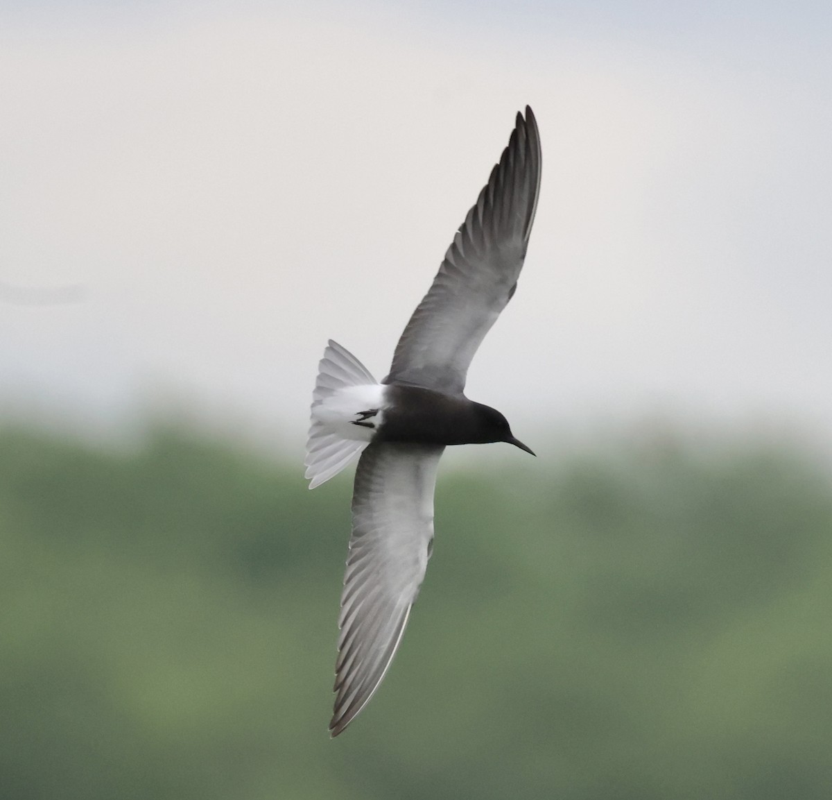 Black Tern - Cheryl Rosenfeld