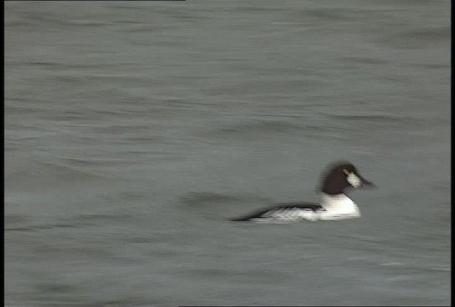 Barrow's Goldeneye - ML452288