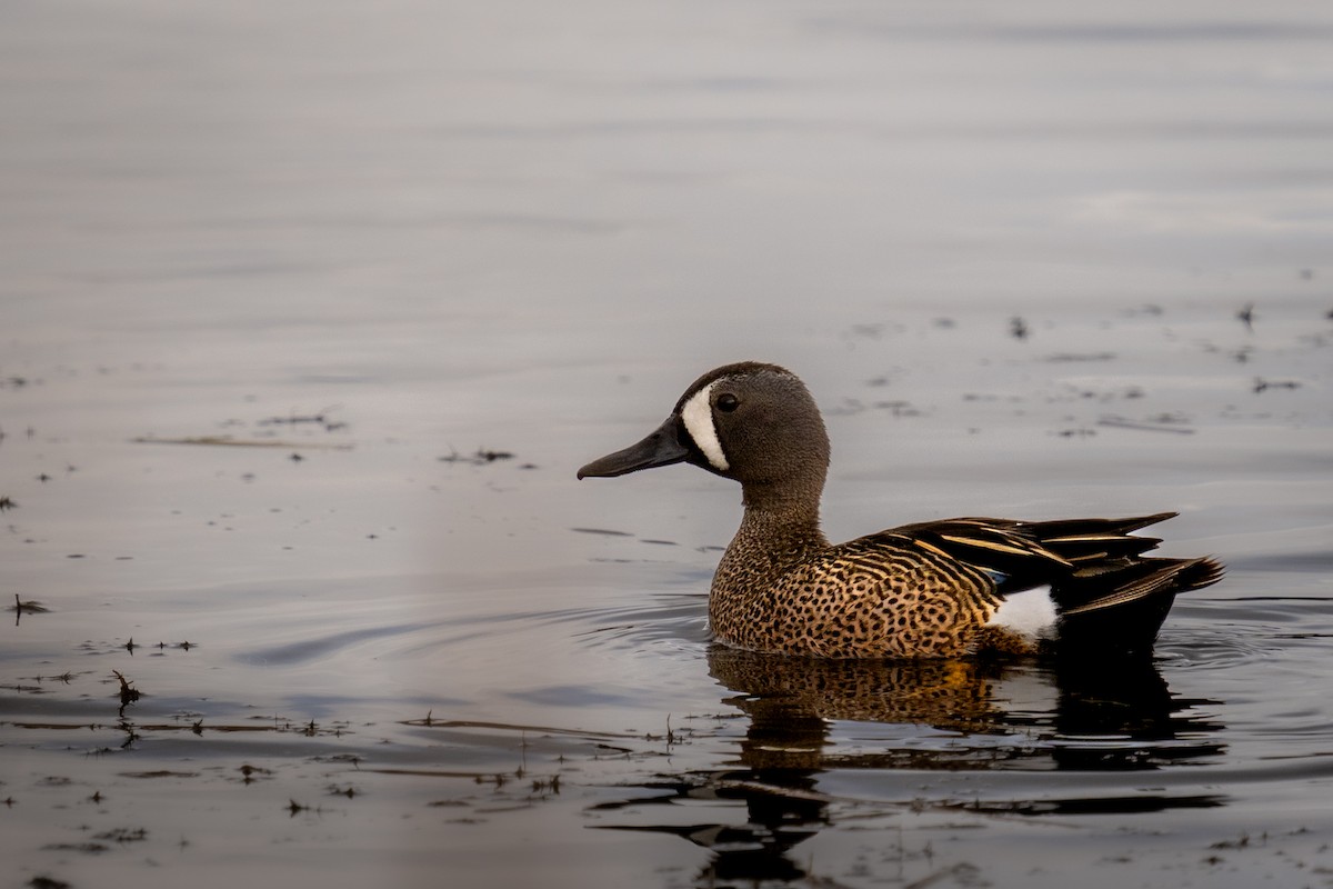 Blue-winged Teal - ML452290061