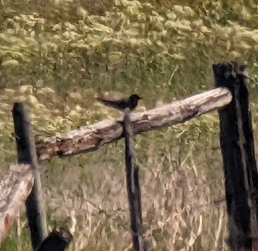 Black Tern - ML452291521