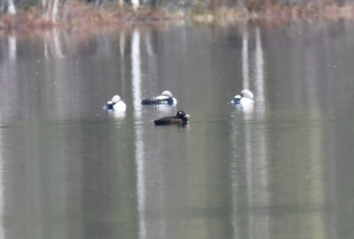 White-winged Scoter - ML452294281