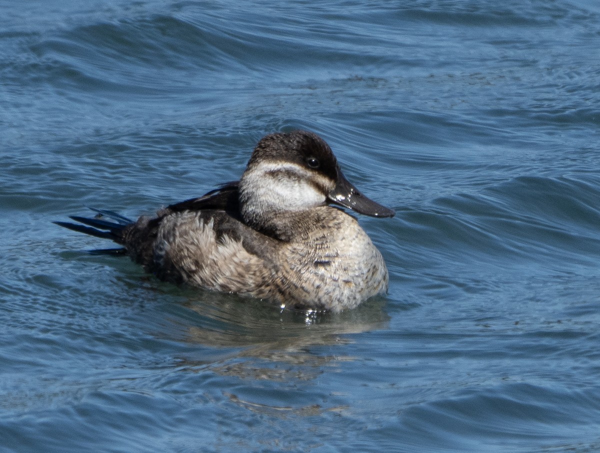 Ruddy Duck - ML452295991