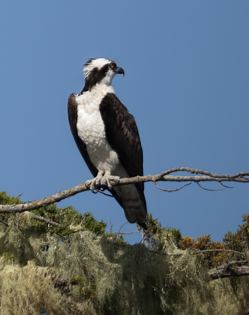 Osprey - Elizabeth Crouthamel