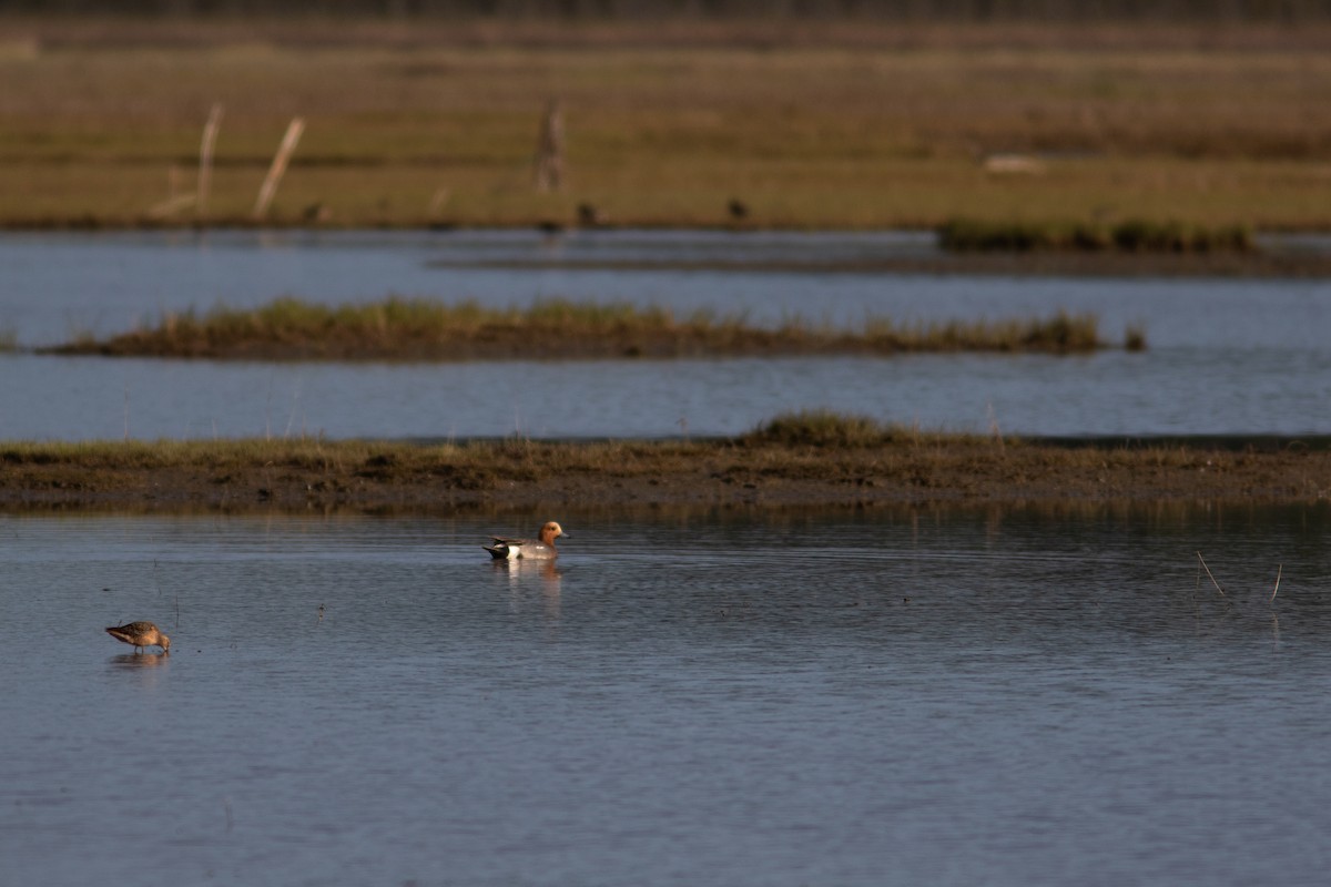 赤頸鴨 - ML452297531