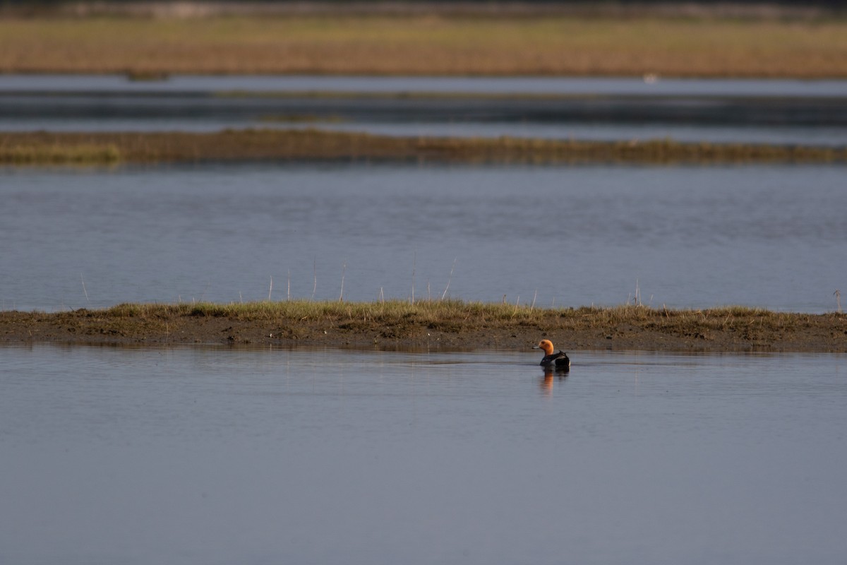 Eurasian Wigeon - ML452297541