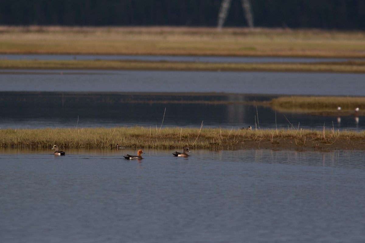 赤頸鴨 - ML452297571