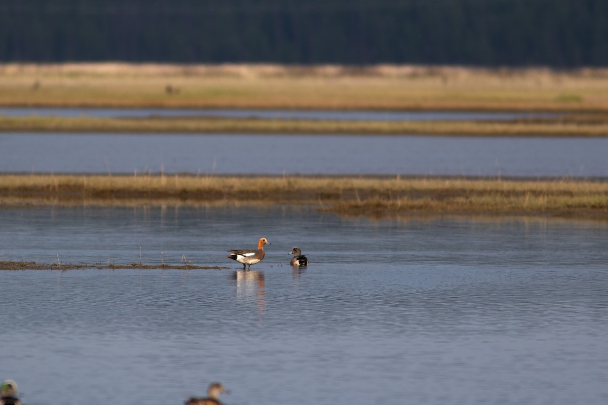 Eurasian Wigeon - ML452297601