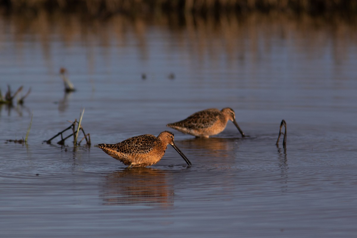 Long-billed Dowitcher - ML452297611