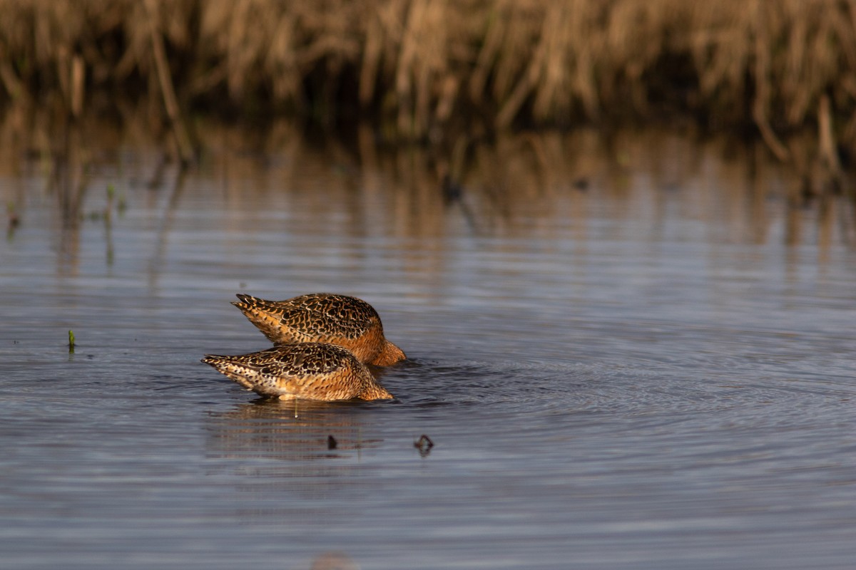 Long-billed Dowitcher - ML452297711