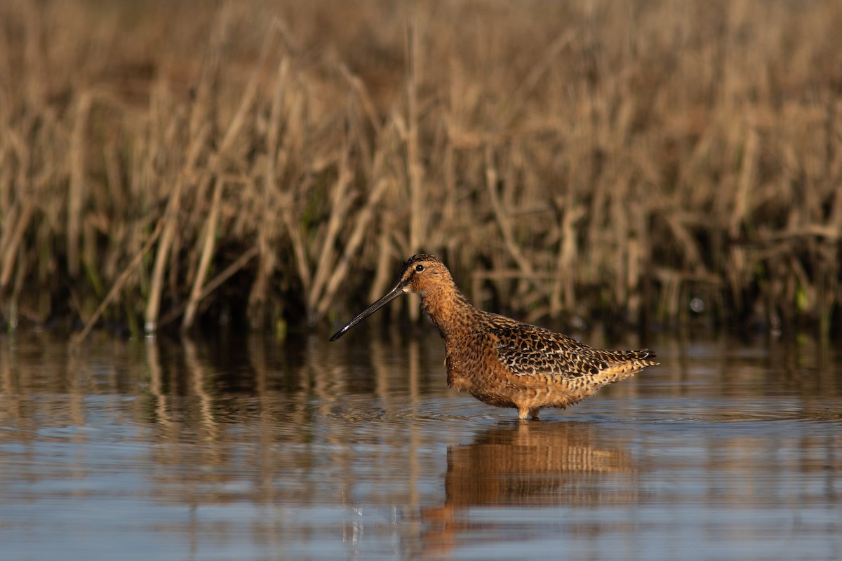 Long-billed Dowitcher - ML452297811