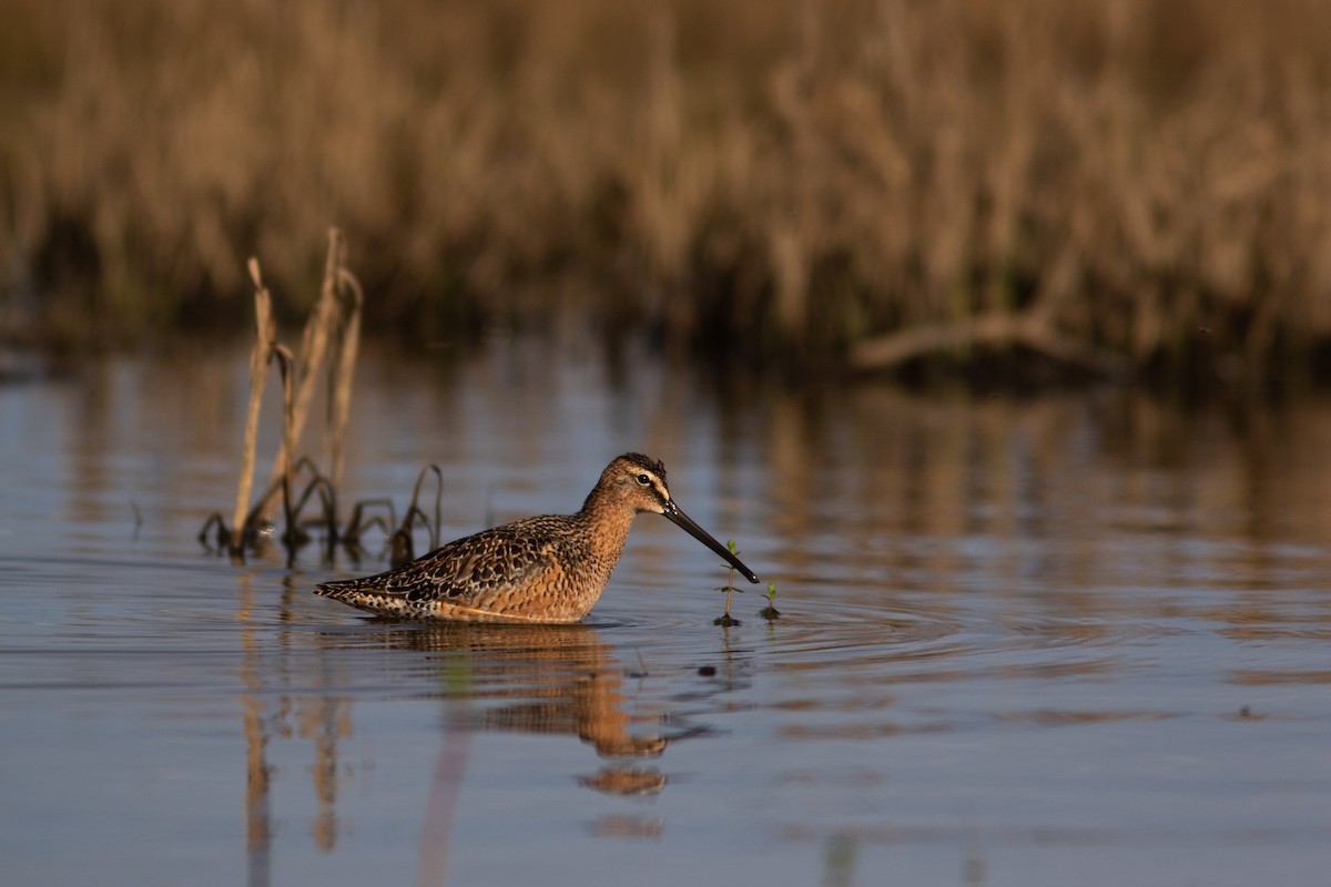 Long-billed Dowitcher - ML452297821