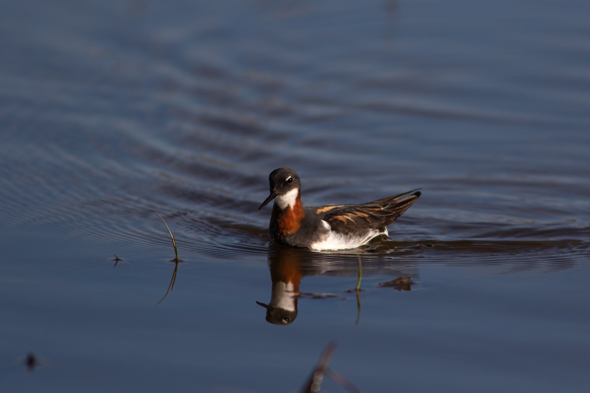 Red-necked Phalarope - Justin Saunders