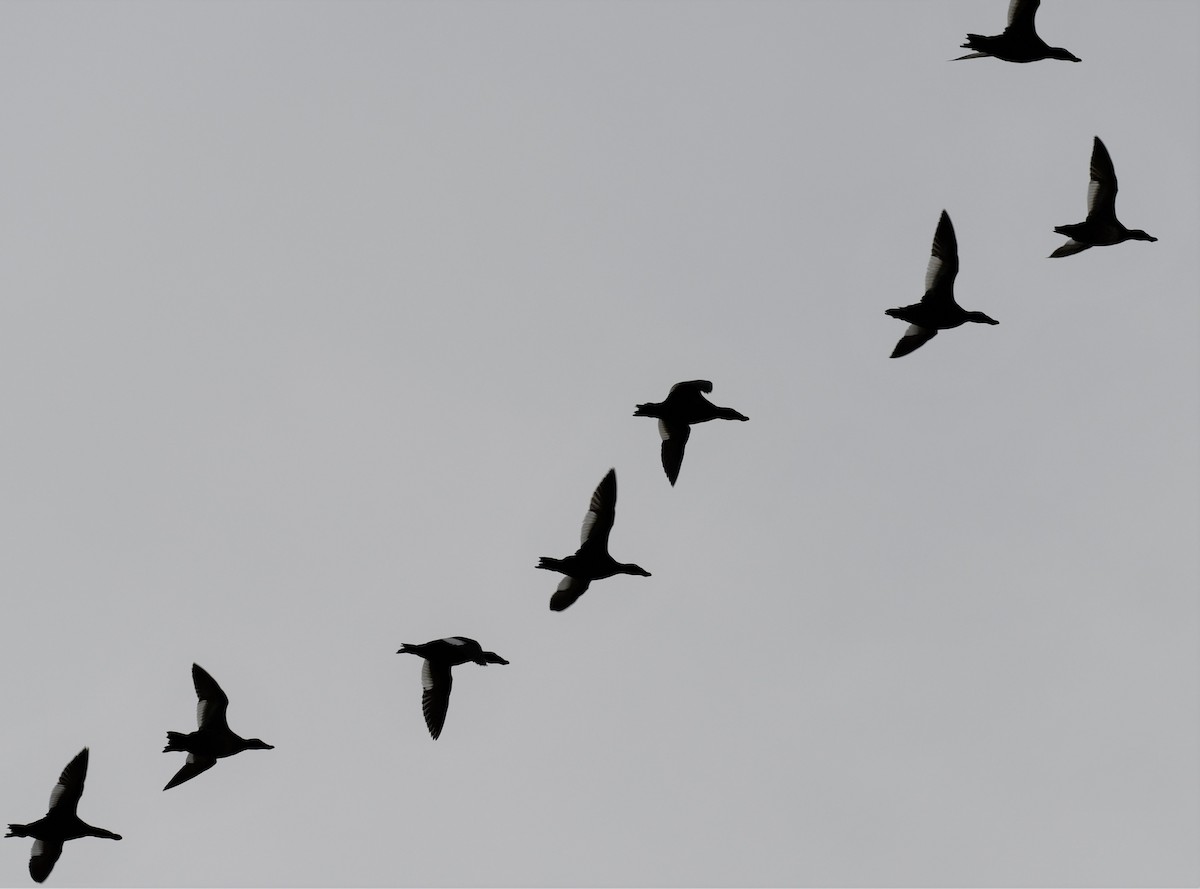 White-winged Scoter - ML452298191