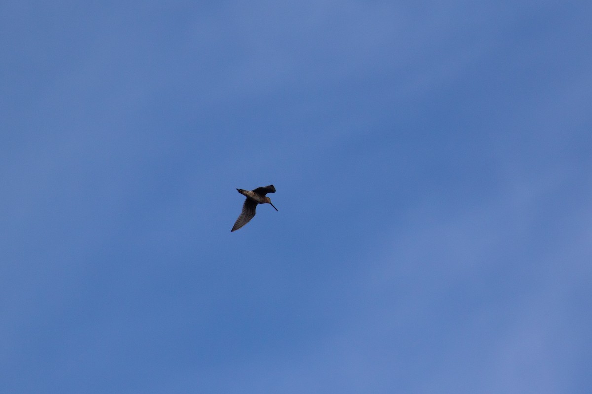 Short-billed Dowitcher - ML452298261