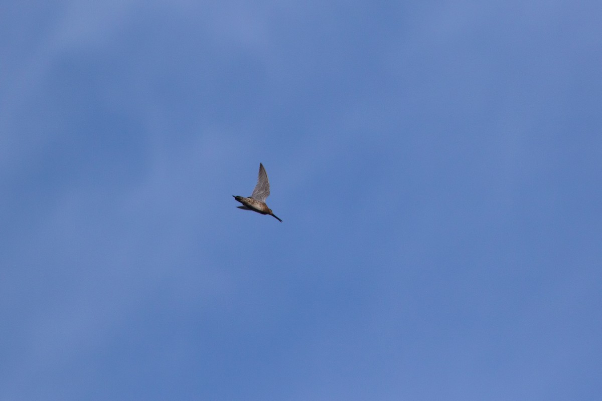 Short-billed Dowitcher - ML452298311