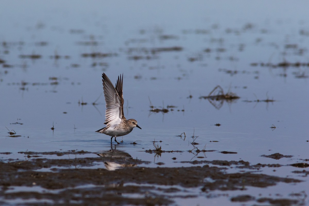 Semipalmated Sandpiper - ML452298371