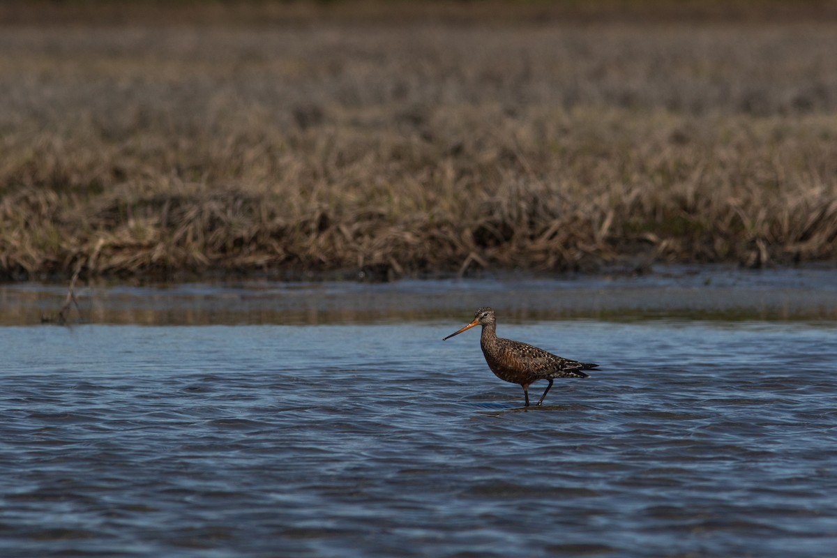 Hudsonian Godwit - ML452298491