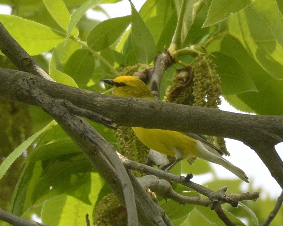 Blue-winged Warbler - David Kennedy