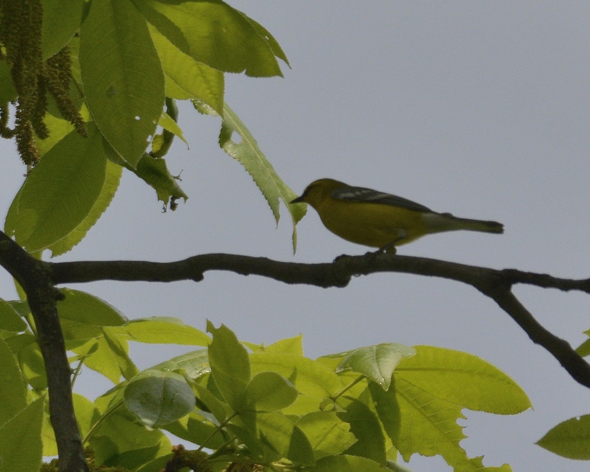 Blue-winged Warbler - David Kennedy