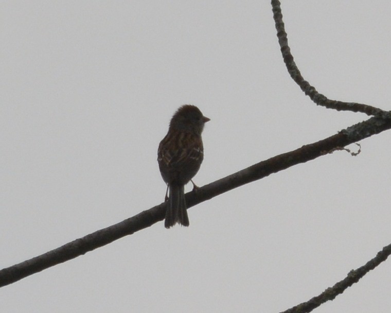 Field Sparrow - ML452302571