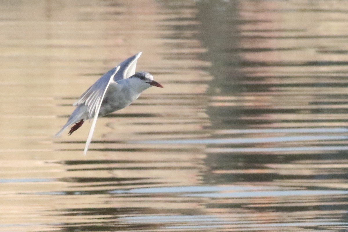 Whiskered Tern - Dave O'Connor