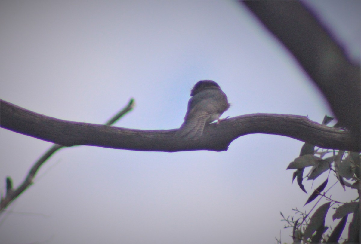 Australian Owlet-nightjar - ML452303181