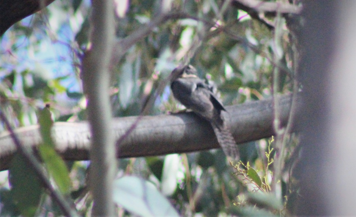 Australian Owlet-nightjar - ML452303191