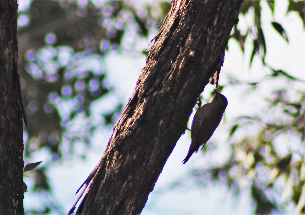 Brown Treecreeper - ML452303201