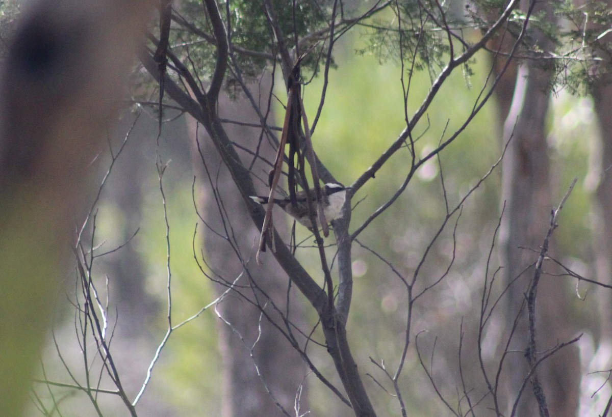 White-browed Babbler - ML452303231
