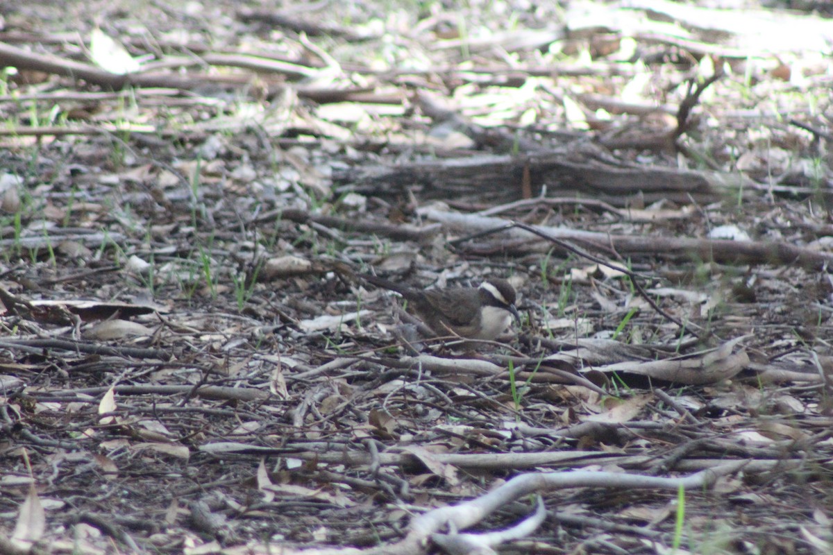 White-browed Babbler - ML452303281