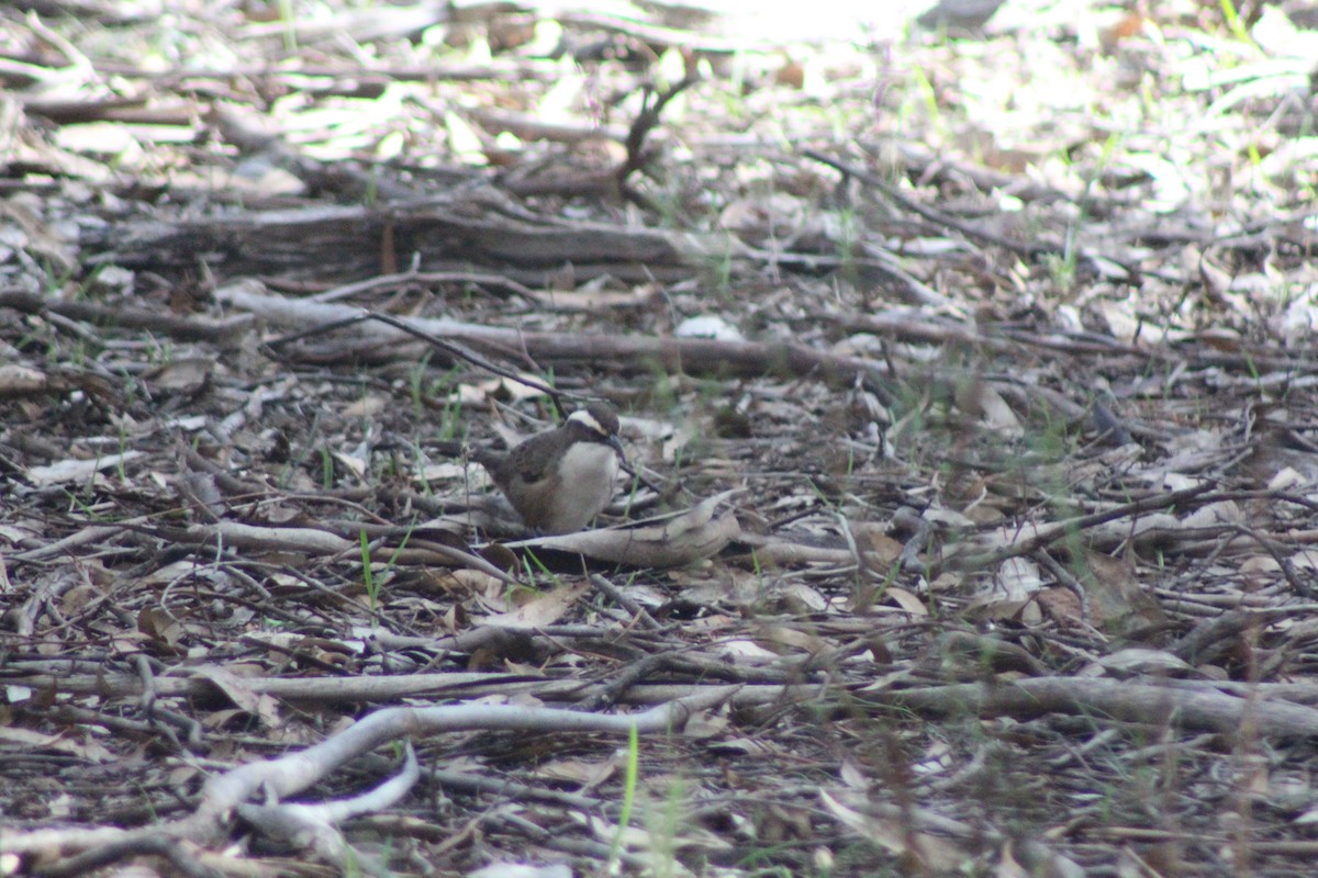 White-browed Babbler - ML452303291