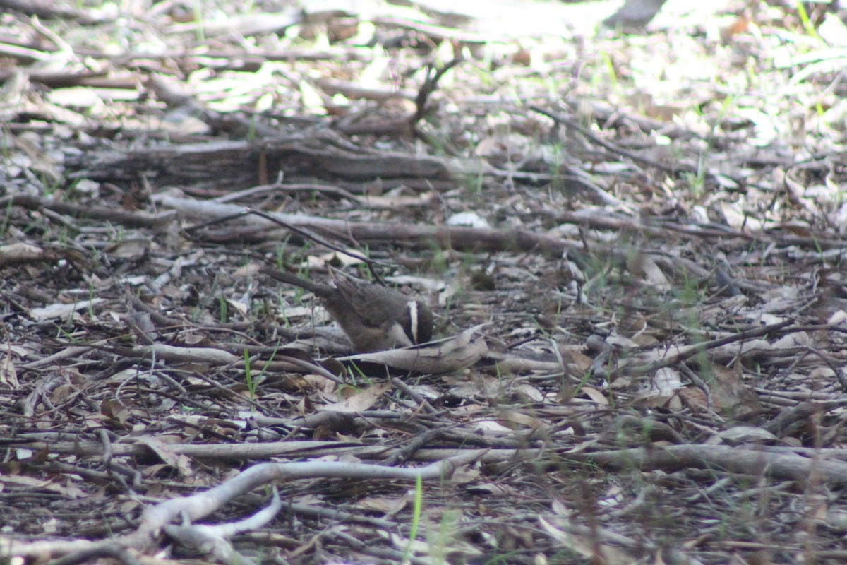 White-browed Babbler - ML452303301
