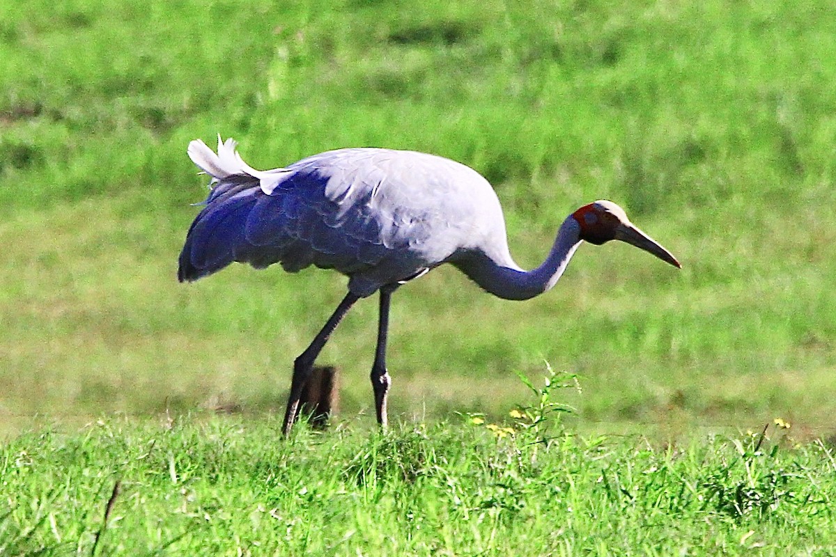 Brolga - ML452304381