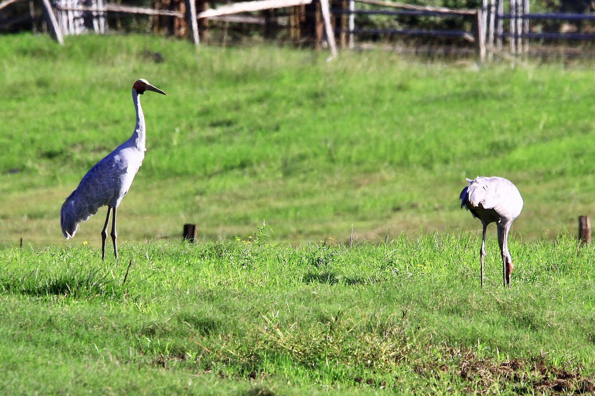 Brolga - ML452304421