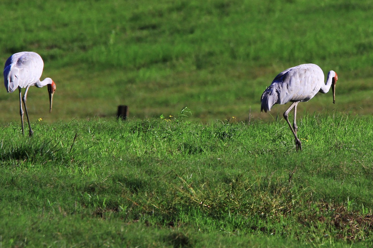 Brolga - ML452304431