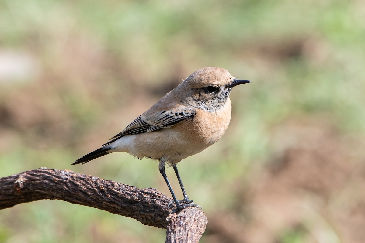 Desert Wheatear - ML452305321