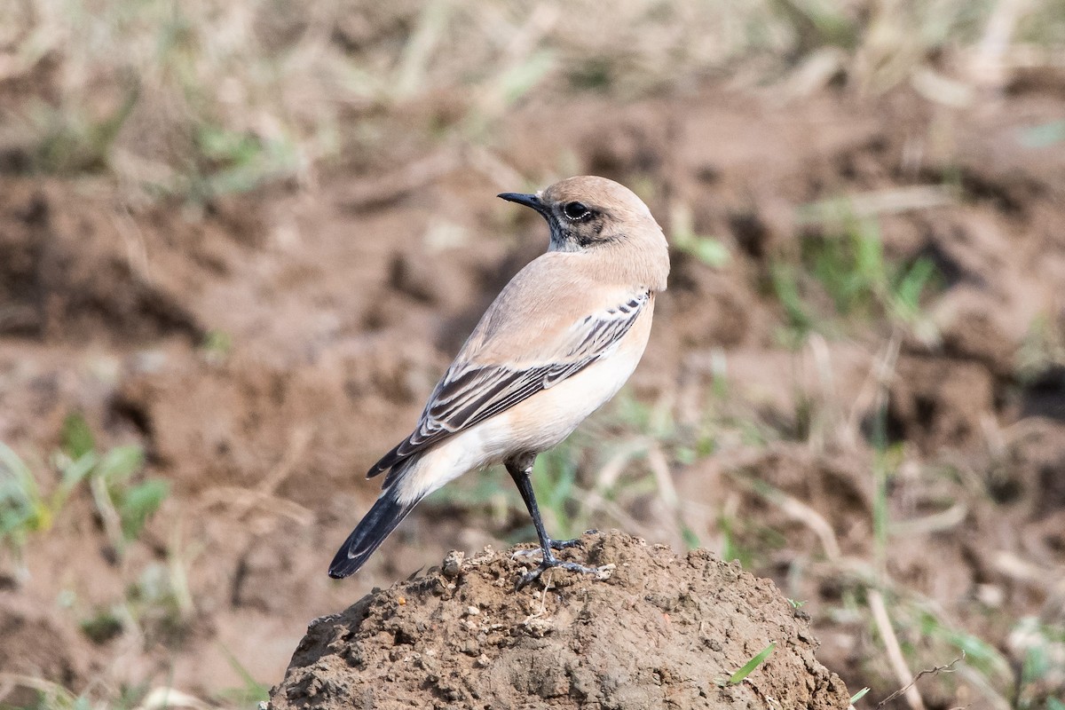 Desert Wheatear - ML452305621