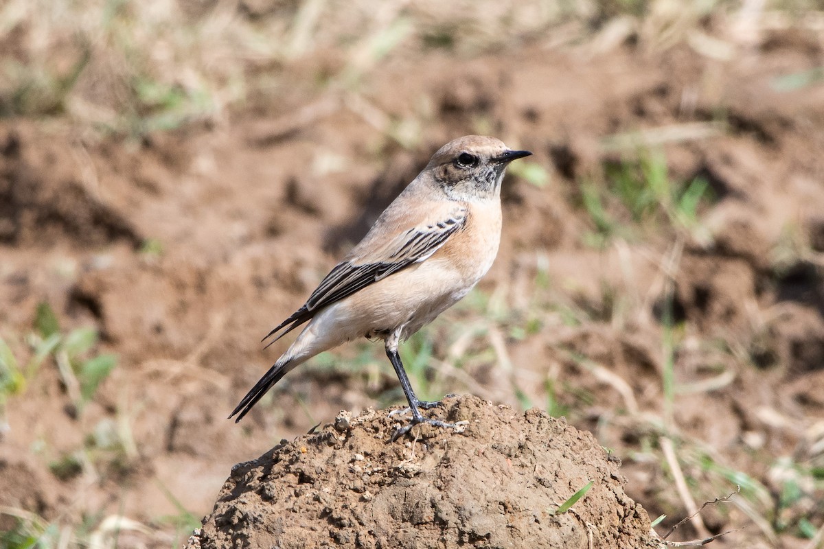 Desert Wheatear - ML452305631