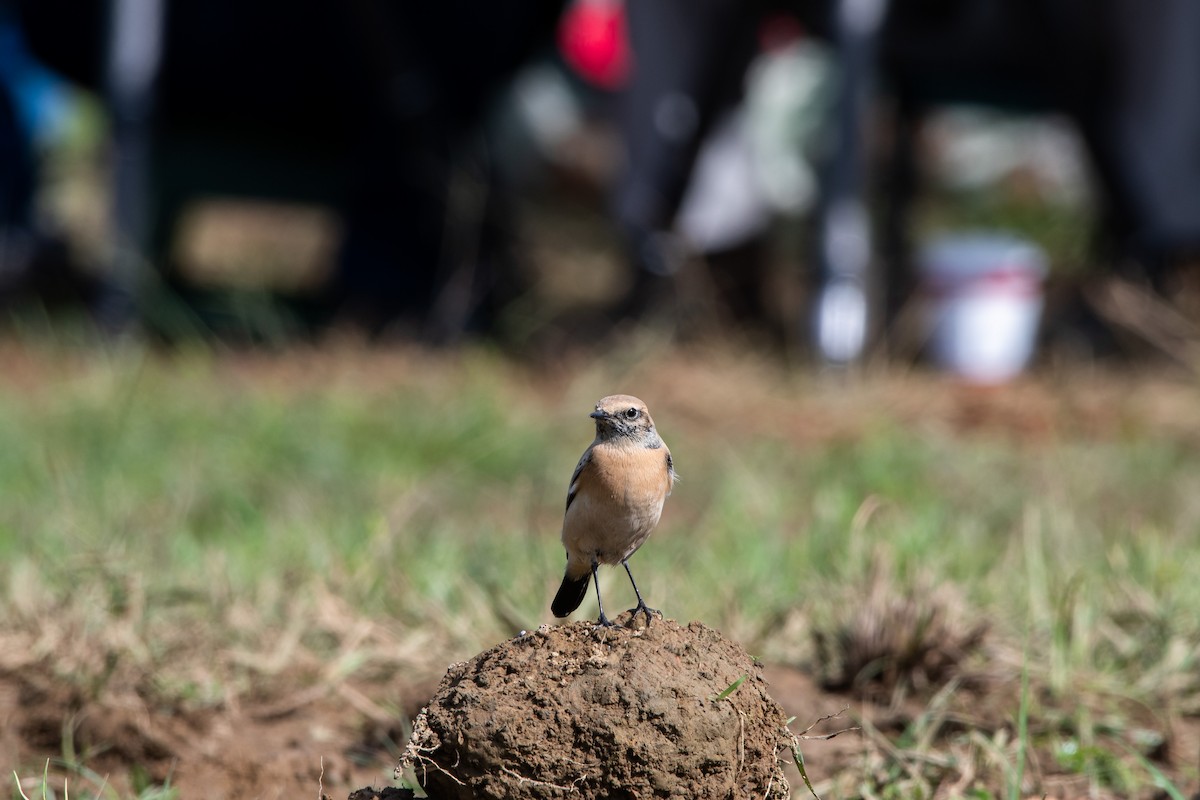 Desert Wheatear - ML452305801