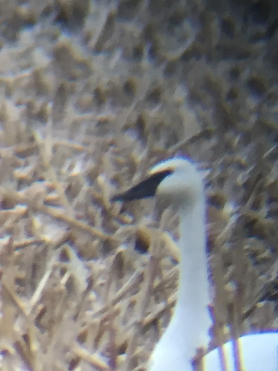 Trumpeter Swan - ML45230651