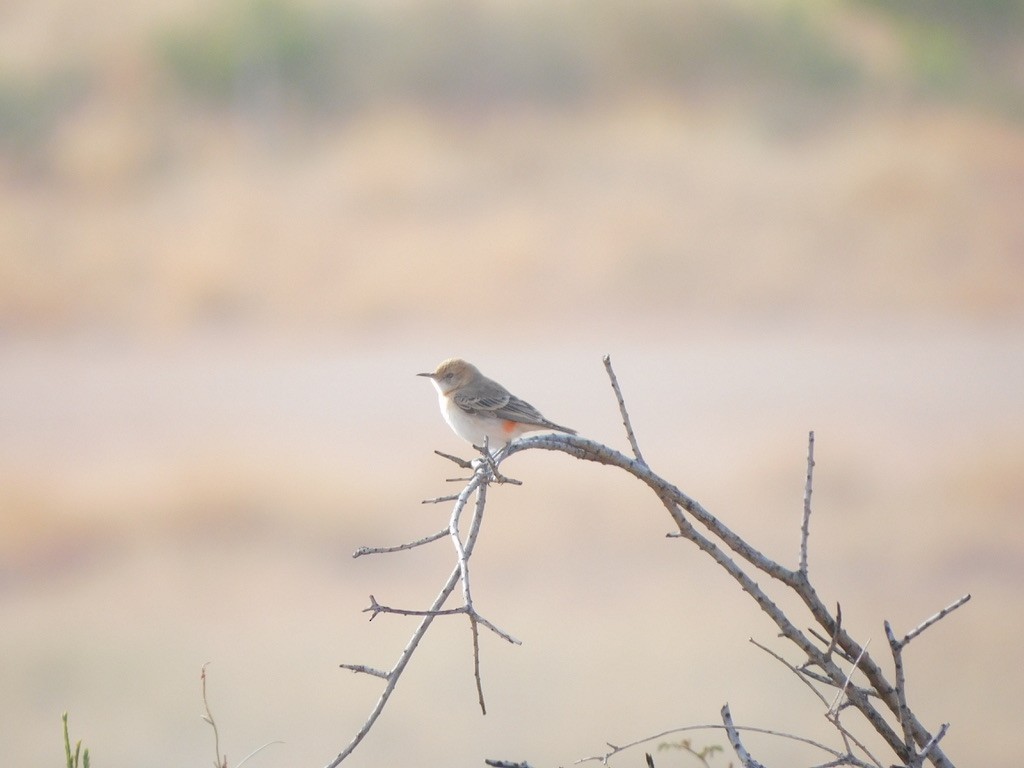 Crimson Chat - ML452307191