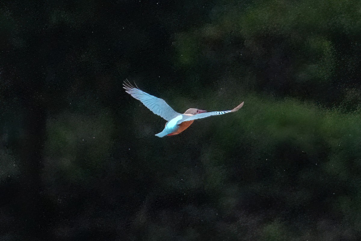 Stork-billed Kingfisher - ML452307921