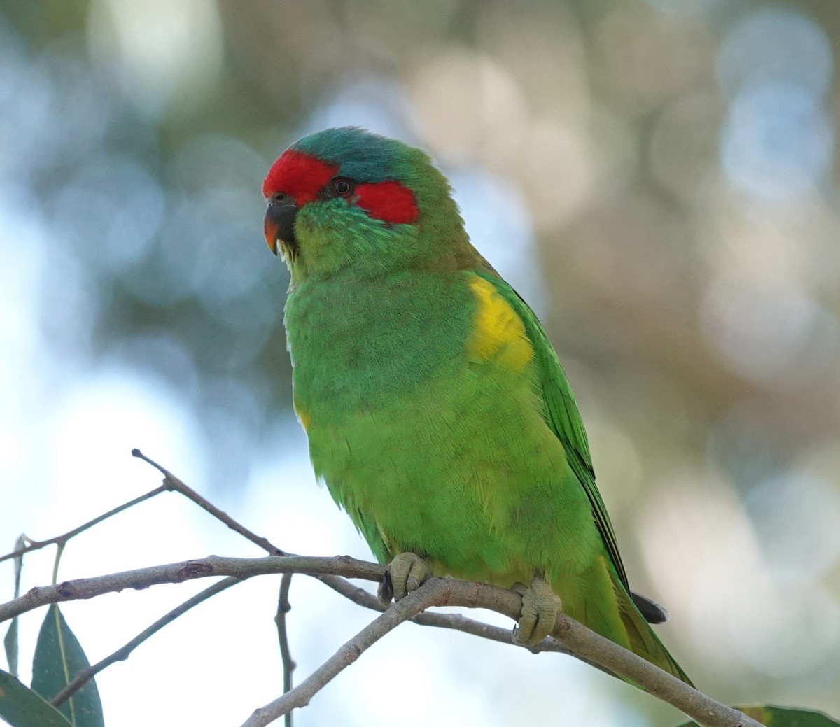 Musk Lorikeet - Simon Starr