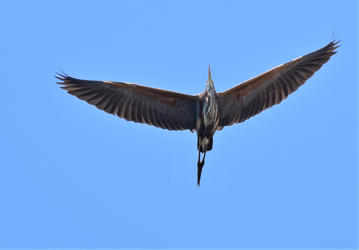 Purple Heron - Viktar Ryndzevich